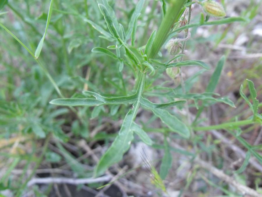 Confronto tra due Reseda: R. lutea e R. alba